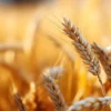 World Durum and Pasta Forum